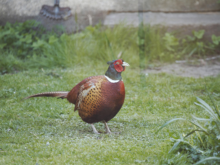 Pheasant