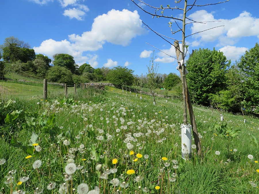 Nearby Field