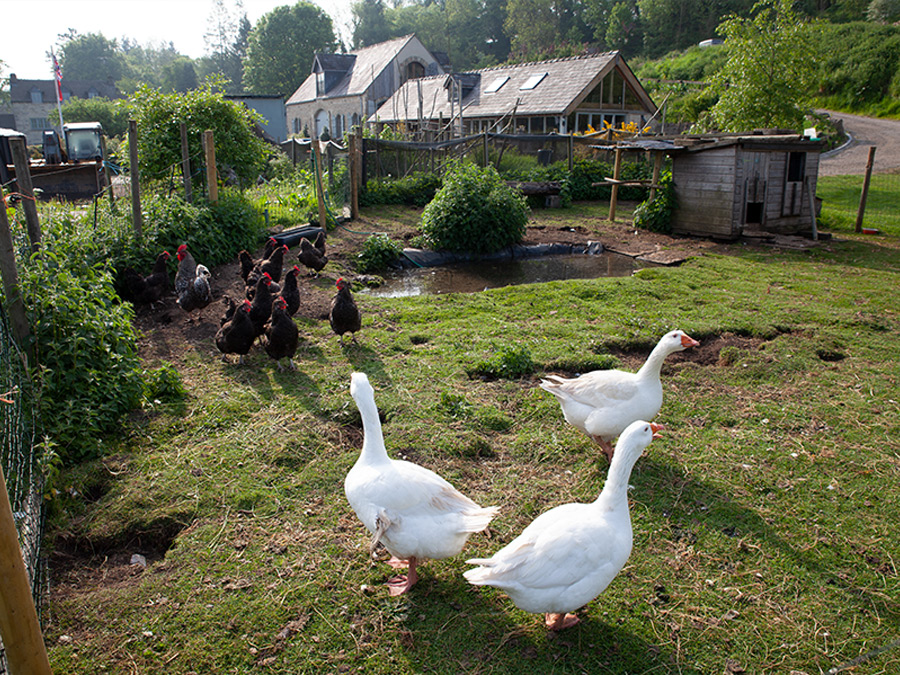 Onsite Farm Animals