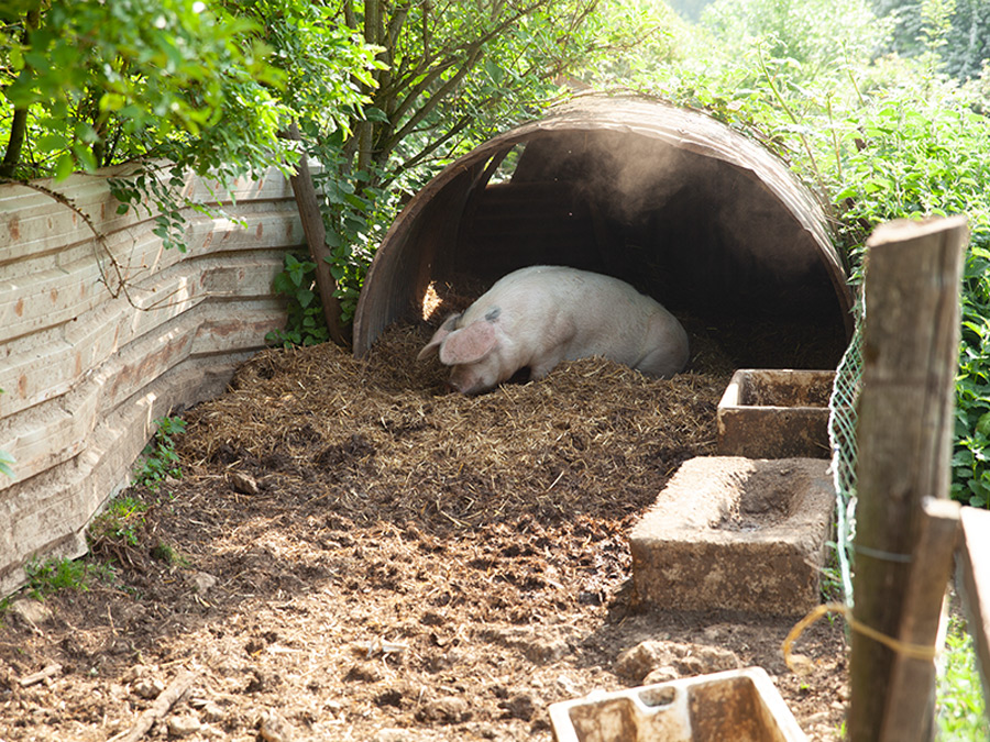 Onsite Farm Animals